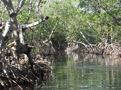 Mangrove